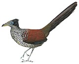 Banded Ground Cuckoo Illustration