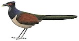 Rufous-winged Ground Cuckoo Illustration