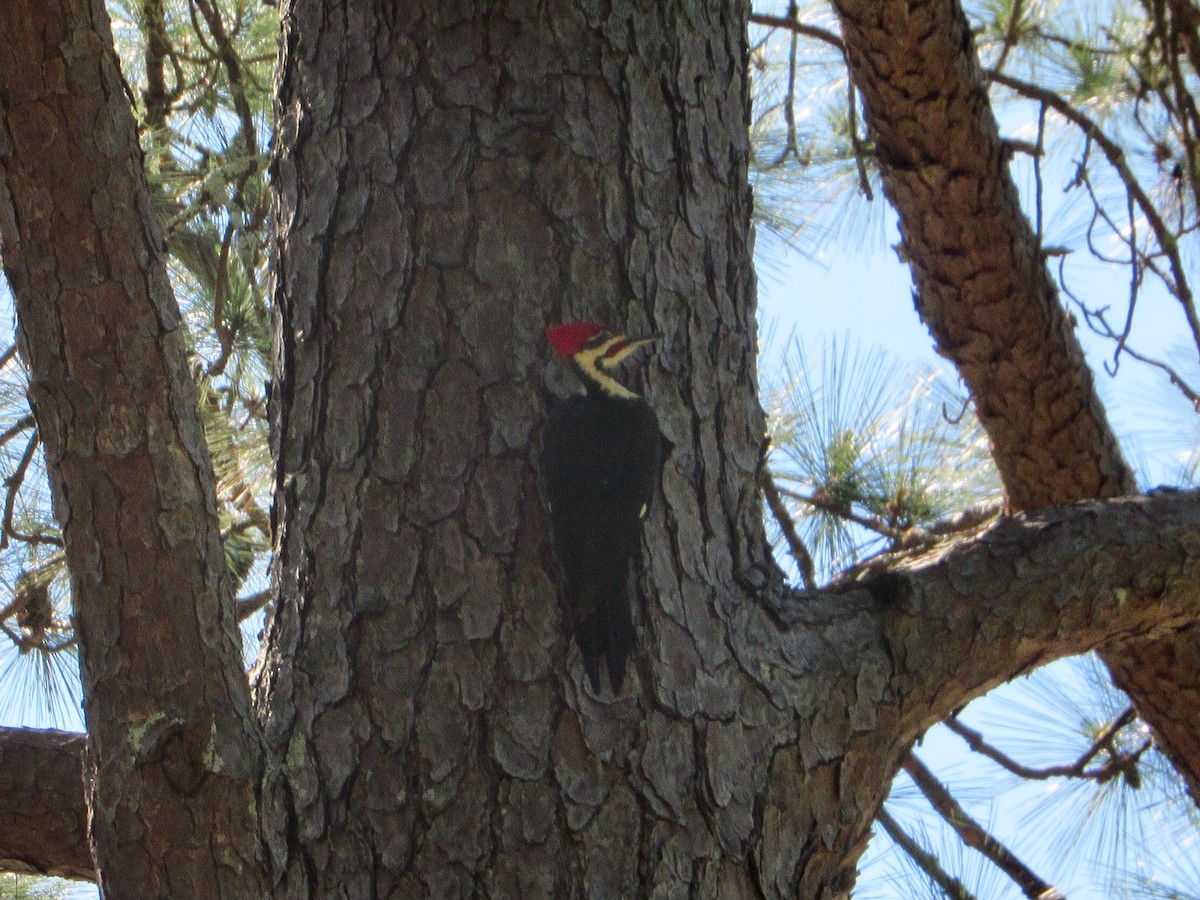 Pileated Woodpecker - Anne Armstrong
