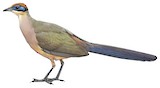 Red-capped Coua Illustration