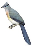 Crested Coua Illustration