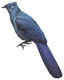 Blue Coua Illustration