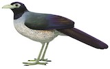 Bornean Ground Cuckoo Illustration