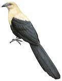 Buff-headed Coucal Illustration