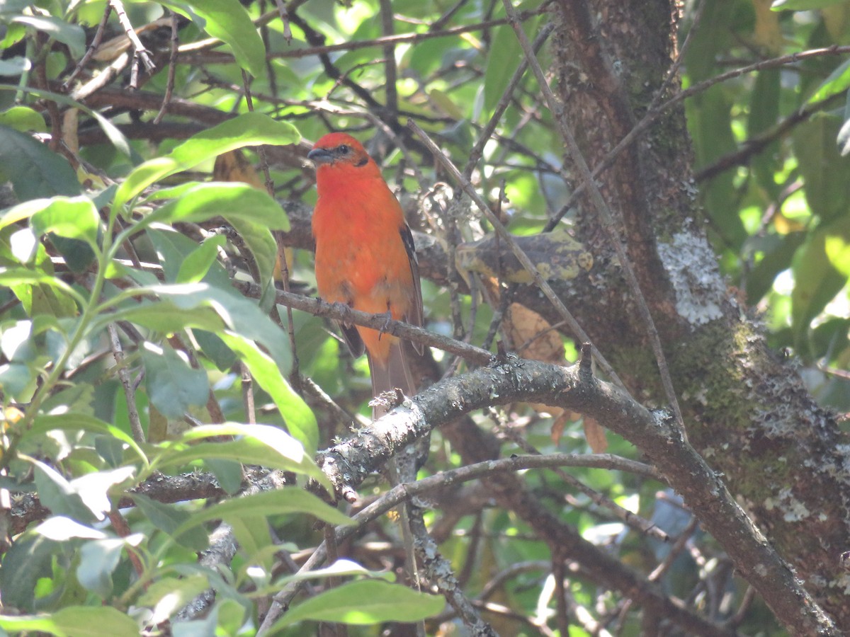 Flame-colored Tanager - Aura Orozco (Mexihca-Aves Birding) 🦩