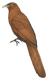 Rufous Coucal Illustration