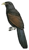 Green-billed Coucal Illustration