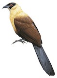 Black-faced Coucal Illustration