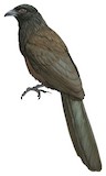 Black-hooded Coucal Illustration