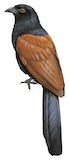 Short-toed Coucal Illustration