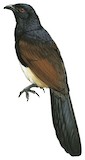 Black-throated Coucal Illustration