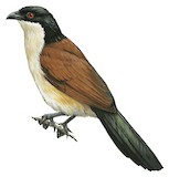 Senegal Coucal Illustration