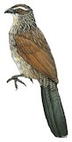 Burchell's Coucal Illustration