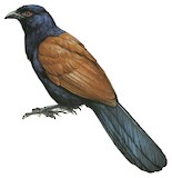 Greater Coucal Illustration