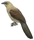 Andaman Coucal Illustration