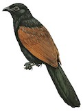 Lesser Coucal Illustration