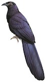 Violaceous Coucal Illustration