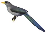 Blue Malkoha Illustration