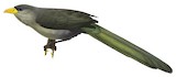 Green Malkoha Illustration