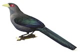 Black-bellied Malkoha Illustration