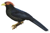 Rough-crested Malkoha Illustration