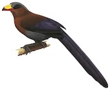 Yellow-billed Malkoha Illustration