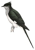 Levaillant's Cuckoo Illustration