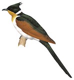 Chestnut-winged Cuckoo Illustration