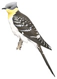 Great Spotted Cuckoo Illustration