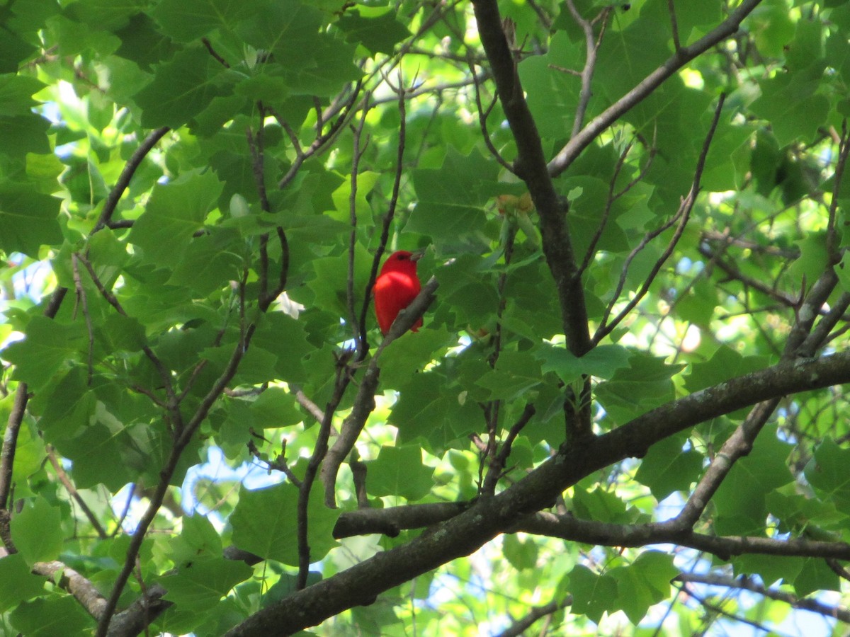 Scarlet Tanager - Anne Armstrong