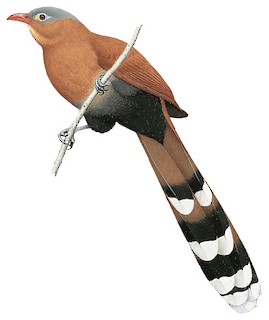 Illustration of  - Black-bellied Cuckoo