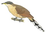 Cocos Cuckoo Illustration