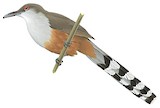 Puerto Rican Lizard Cuckoo Illustration