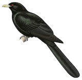 Asian Koel Illustration