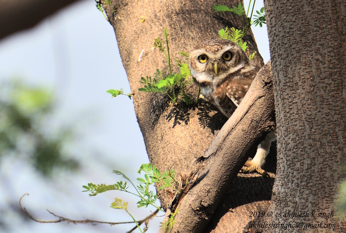 Spotted Owlet - ML152813931