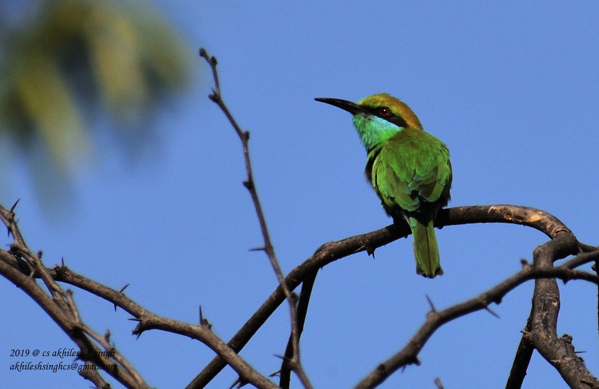 Asian Green Bee-eater - ML152814031
