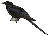 Black-billed Koel Illustration