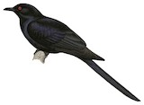 Pacific Koel Illustration