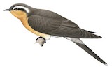 Black-eared Cuckoo Illustration