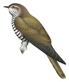 Shining Bronze Cuckoo Illustration