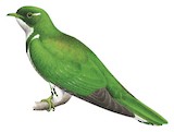 Klaas's Cuckoo Illustration