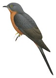 Chestnut-breasted Cuckoo Illustration