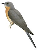 Fan-tailed Cuckoo Illustration