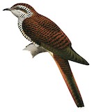 Banded Bay Cuckoo Illustration