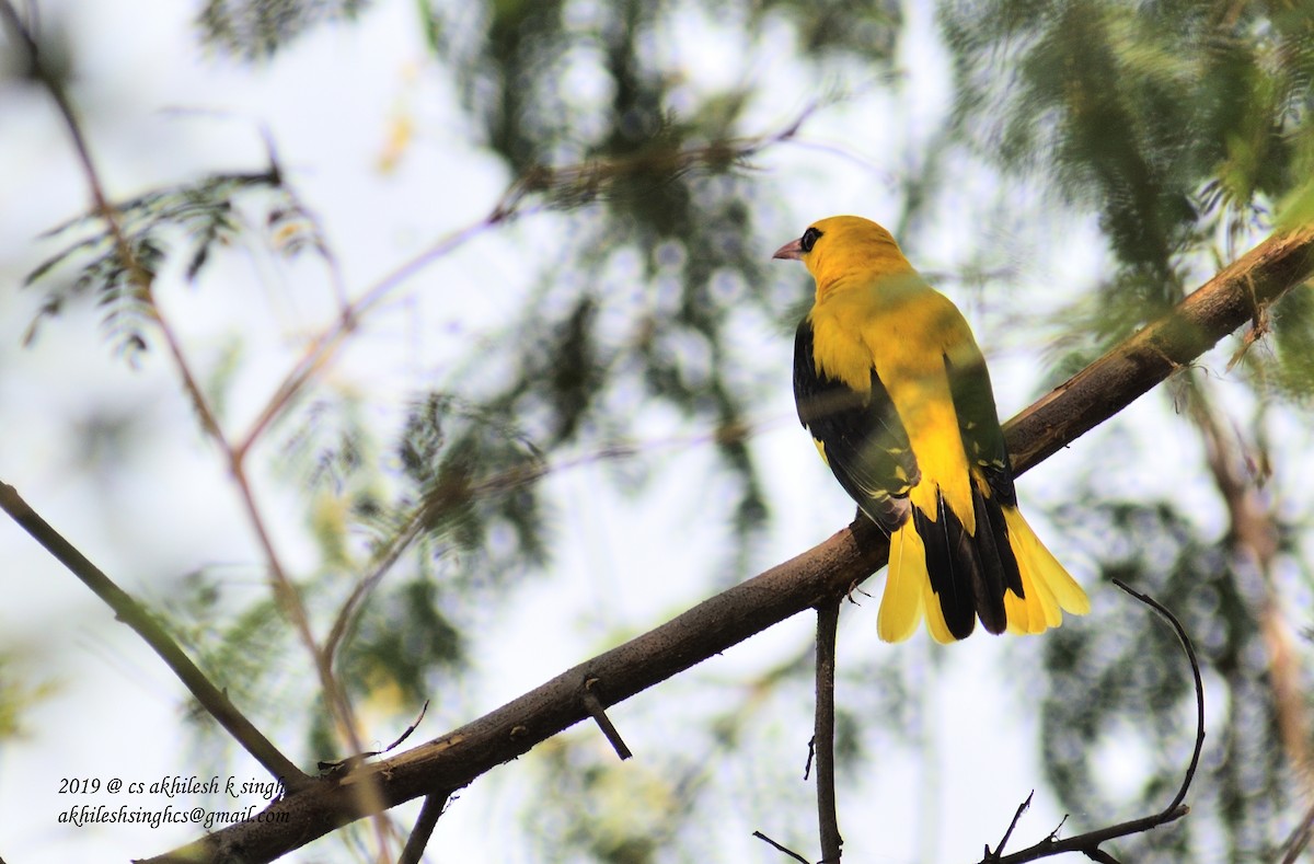 Indian Golden Oriole - ML152815081