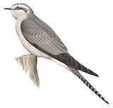 Pallid Cuckoo Illustration