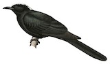 White-crowned Cuckoo Illustration