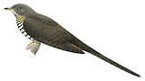 Dusky Long-tailed Cuckoo Illustration