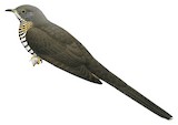 Olive Long-tailed Cuckoo Illustration
