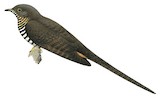 Barred Long-tailed Cuckoo Illustration